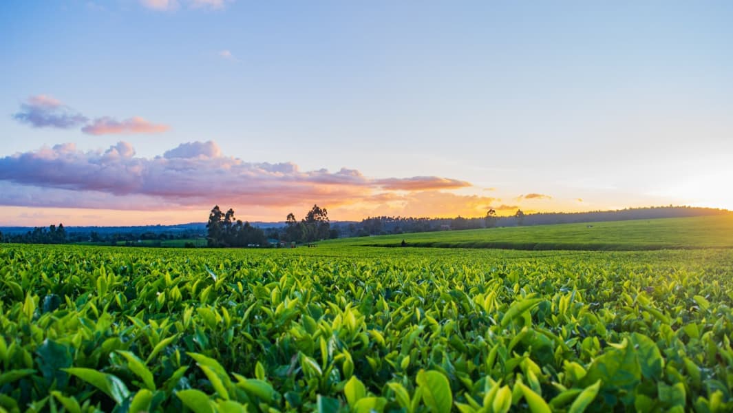 Field with tobacco leaves