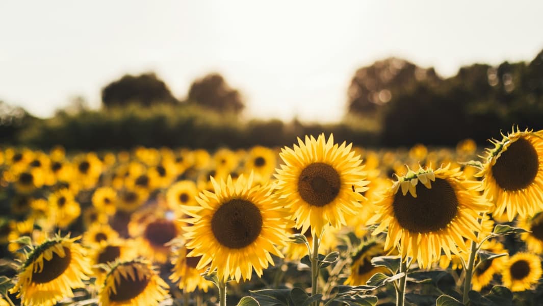 Field with sunflowers